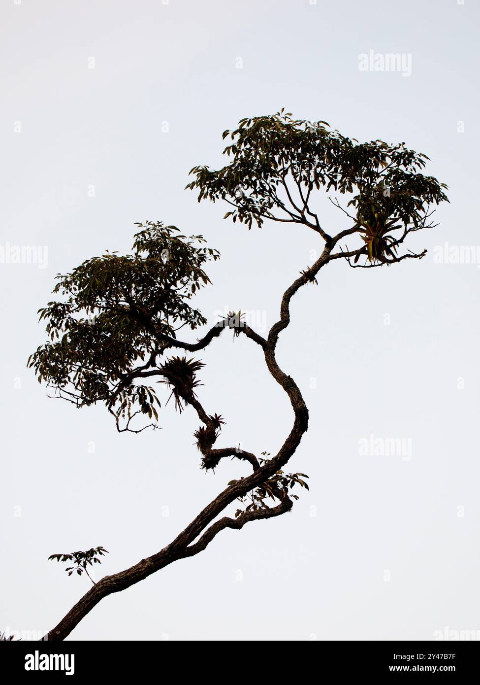 Forest Tree Atlantic Forest, Brazil LA009636 Stock Photo