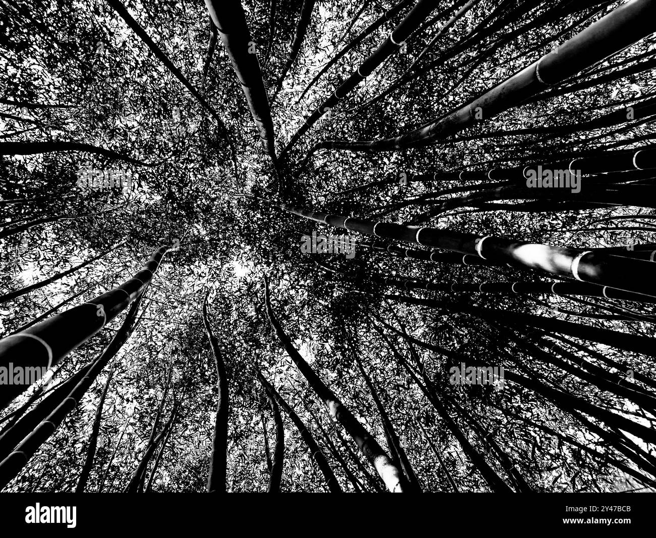 Black and white view from below of a forest of very tall trees Stock ...