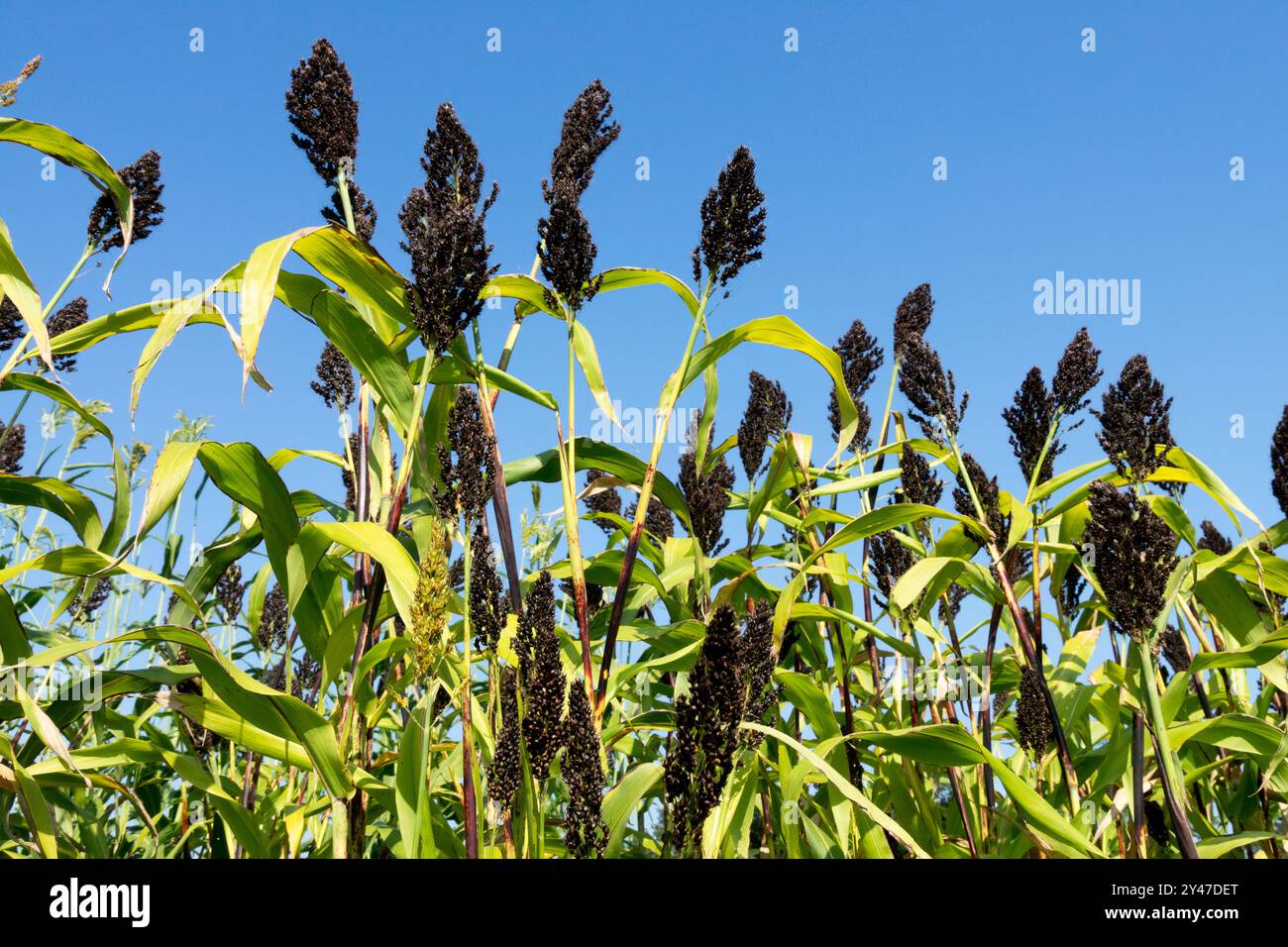 Agriculture Cereal Plant Plants Annual Annuals Herbaceous Black Millet Sorghum nigrum Grain Seedhead Seed Heads Seeds Seedheads Stock Photo