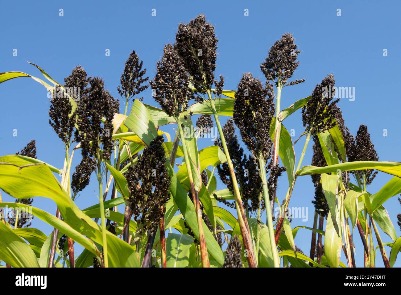 Agriculture Cereal Plant Plants Annual Annuals Herbaceous Black Millet Sorghum nigrum Grain Seedhead Seed Heads Seeds Seedheads Stock Photo