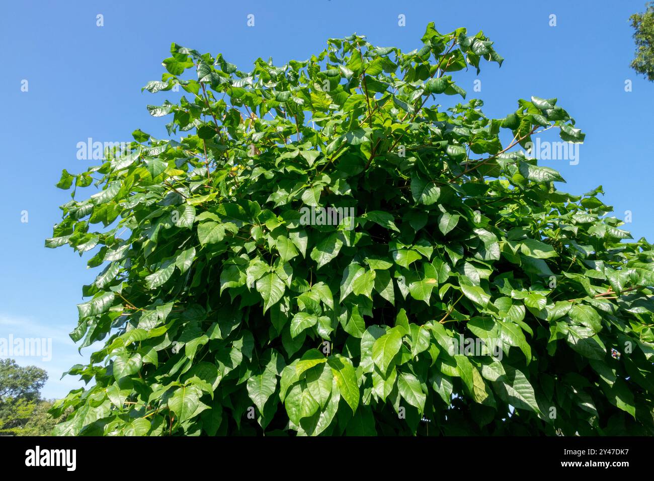 Eastern Poison Ivy Three-Leaved Ivy Marlweed Mercury poisonous plant Stock Photo - Alamy