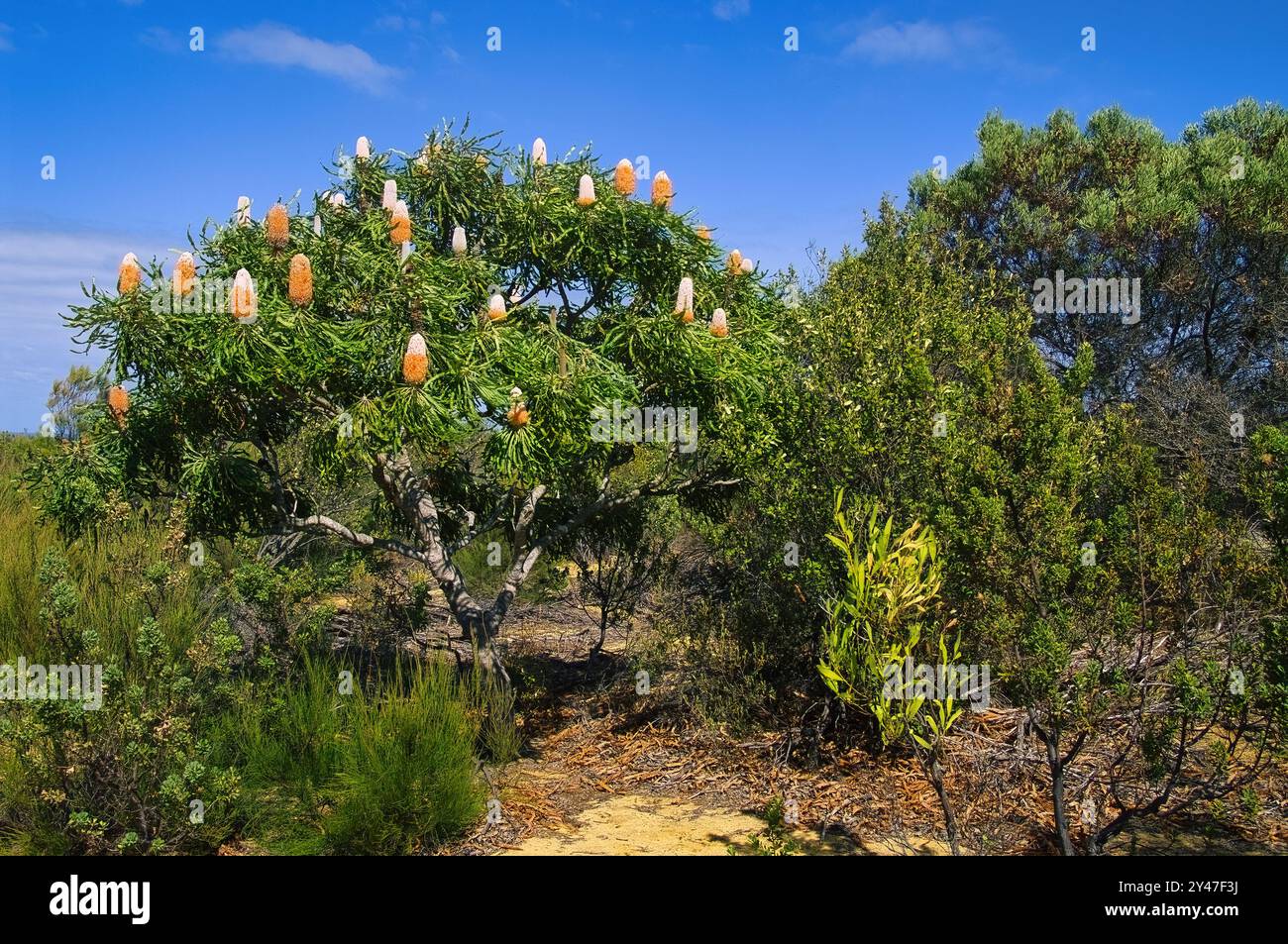 Acorn banksia or orange banksia (banksia prionotes), with large flower spikes. Endemic to the southwest of Western Australia Stock Photo