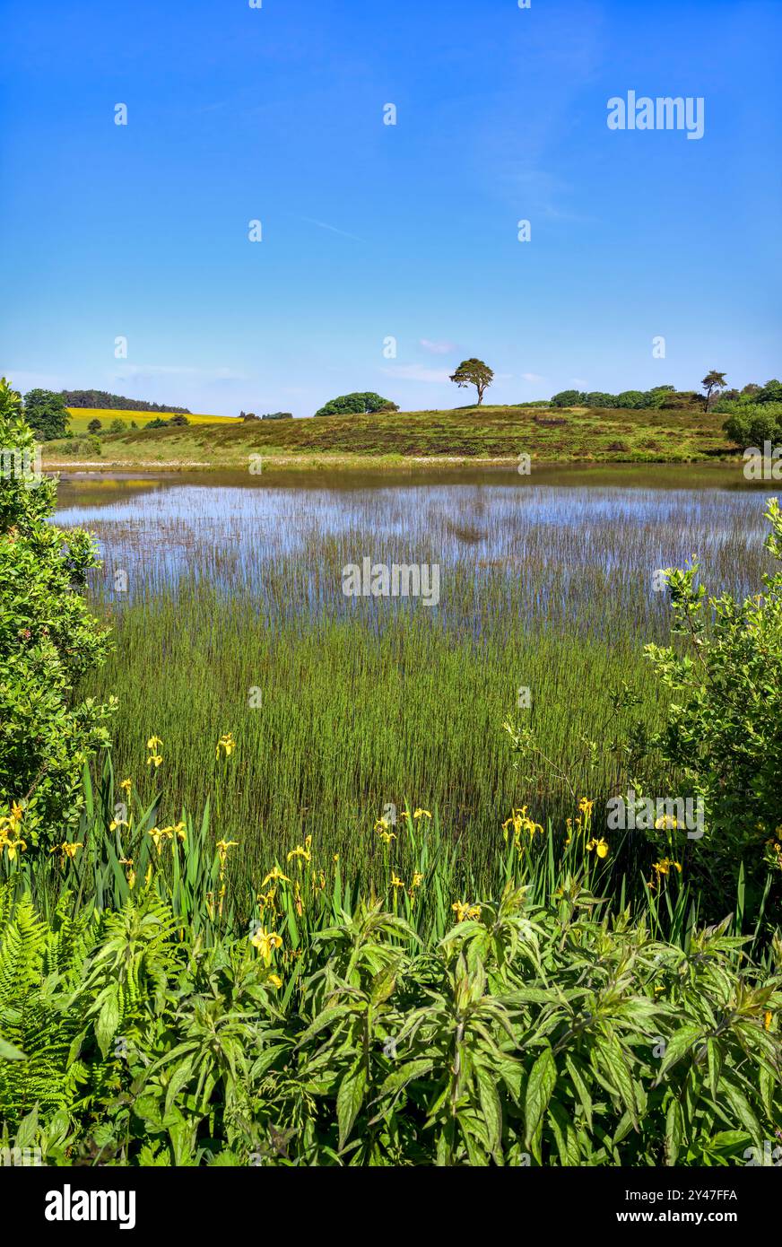 Priddy Pools in summer at Priddy Mineries, Somerset, with reeds in pond and wild yellow irises growing and the popular Priddy Tree on the horizon. Stock Photo