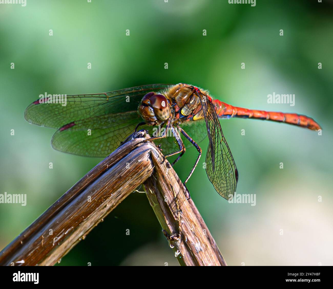 Common Darter Stock Photo