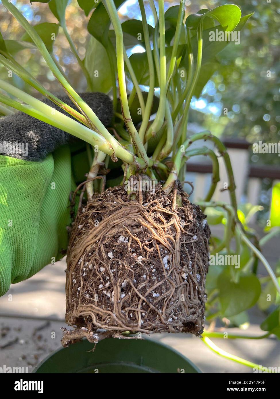 This Sept. 10, 2024, image shows the girdled roots of a golden Pothos ...