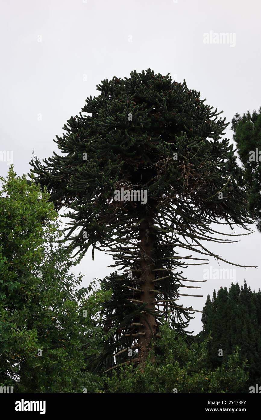 Gosport, Hampshire, England. 9 September 2024. Dark silhouette of a tall monkey puzzle tree. This photo is one of a series I took on a recent guided tour of Anns Hill Cemetery during the Gosport Heritage Open Days. The event took place on the old side of the cemetery (the old and new being separated by Anns Hill Road) and was called 'Funery and Flora'. Stock Photo