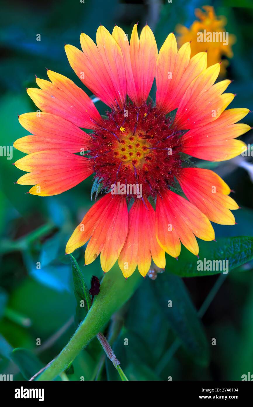 Indian Blanket (Gaillardia pulchella), also known as Firewheel, in an ...