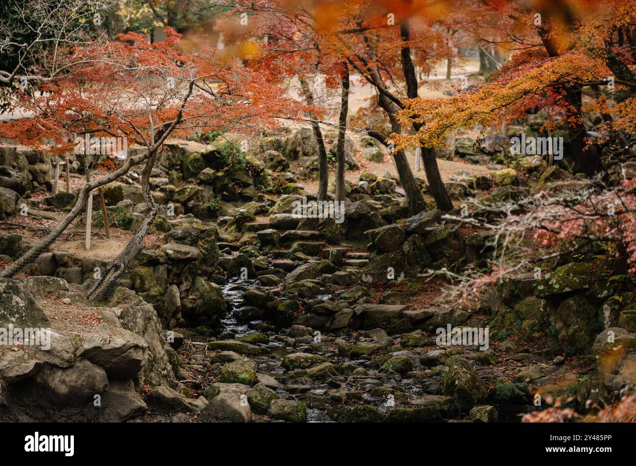 Tranquil autumn scene featuring trees with red and orange leaves, surrounding a moss-covered rocky stream. The peaceful setting reflects the beauty of Stock Photo