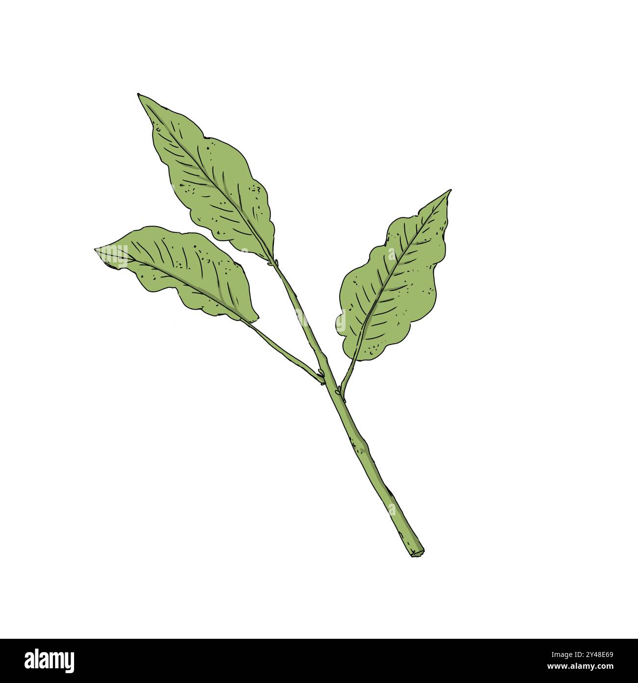 Coffee plant leaves color illustration Stock Photo - Alamy