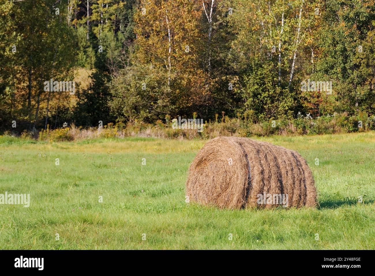 Round bale of hay in a farm field. Quebec,Canada Stock Photo - Alamy