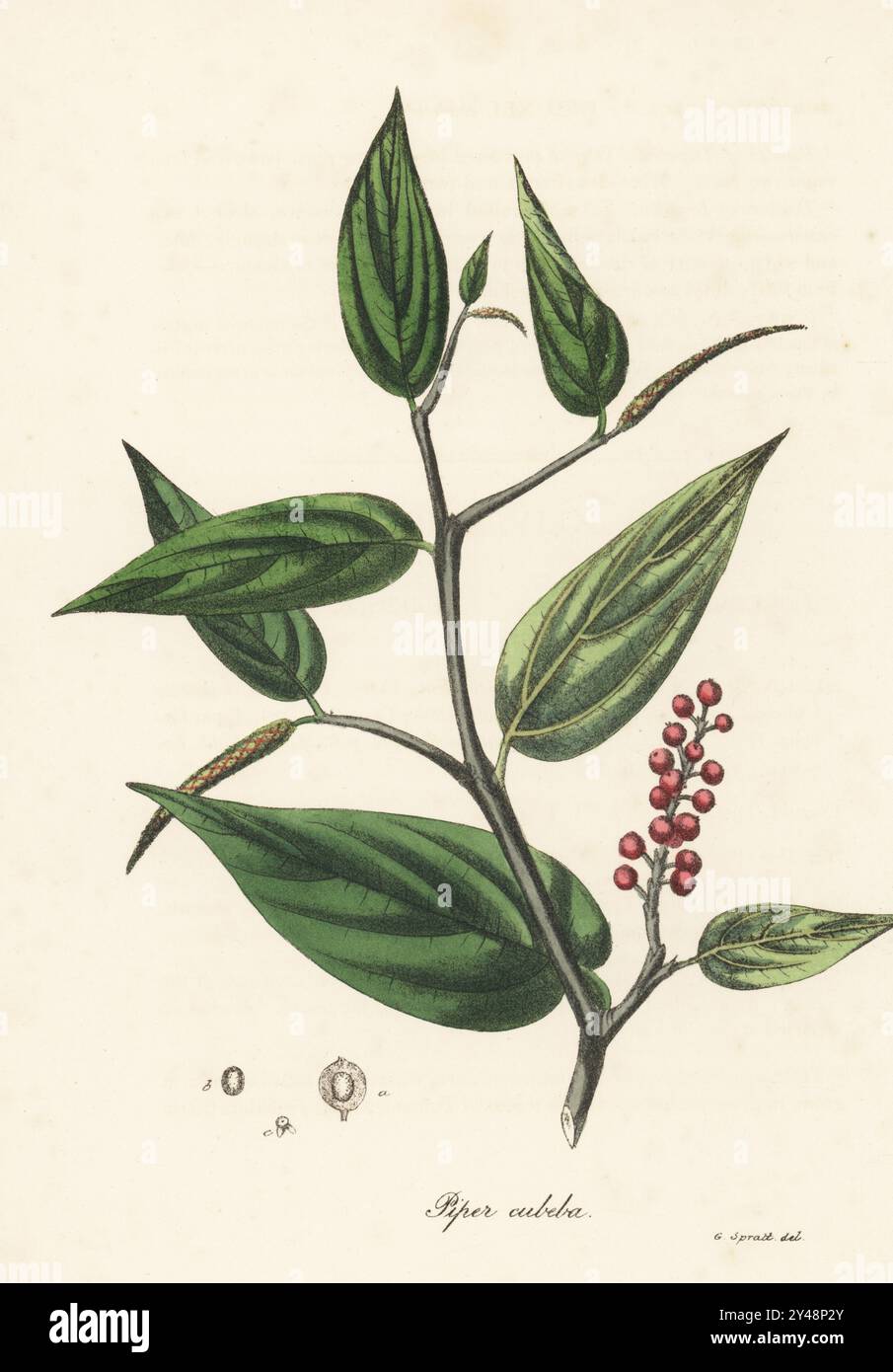 Cubeb, cubebs, Java pepper or tailed pepper, Piper cubeba. Native of ...