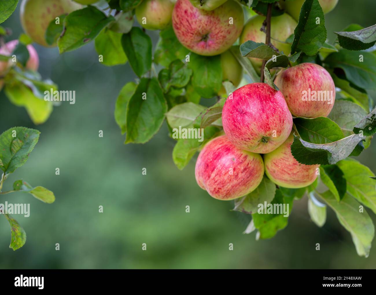 Fresh apples from the orchard. Apple harvest ready to be picked from the orchard. Stock Photo