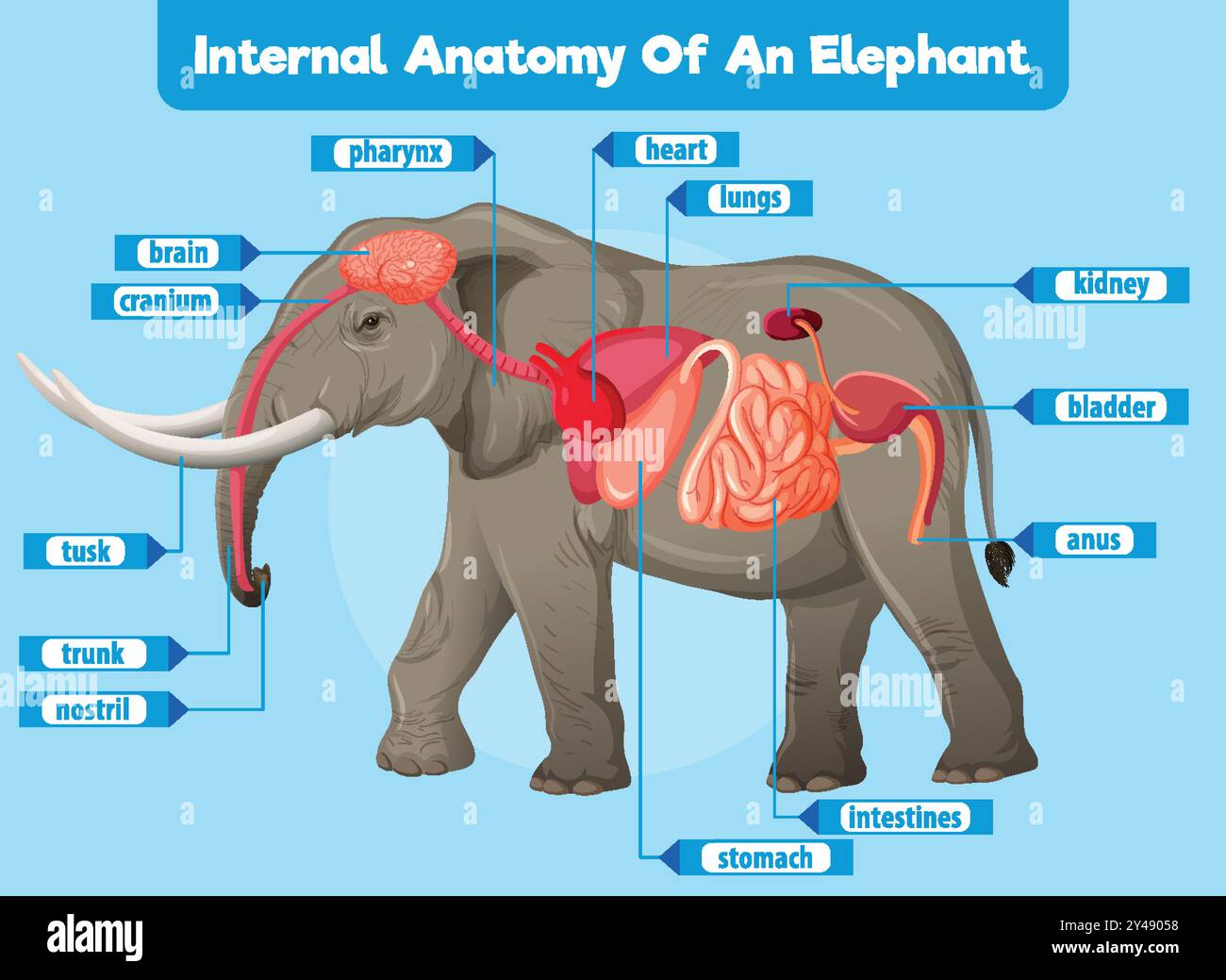Detailed illustration of an elephant's internal organs Stock Vector ...