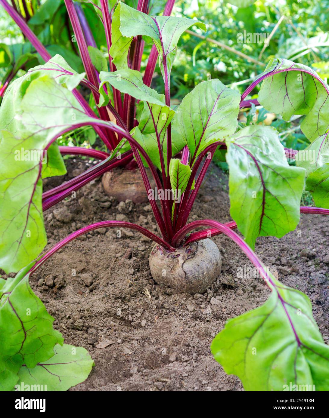 Beetroot plant. Fresh beetroot grows in the garden. Stock Photo