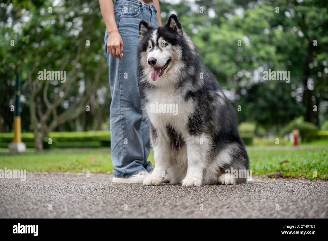 Obey commands hi-res stock photography and images - Alamy