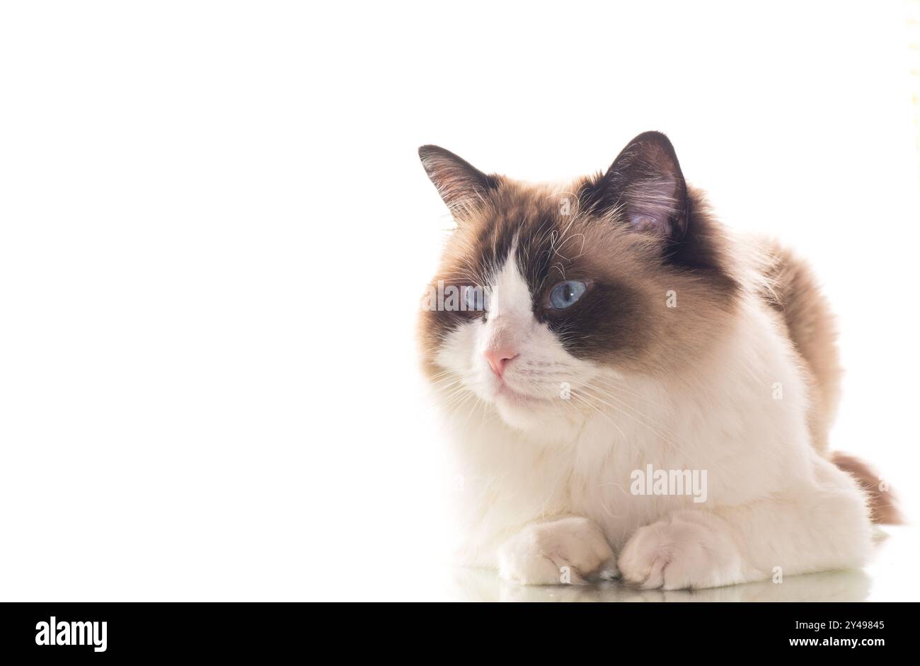 Beautiful young healthy Ragdoll cat isolated on a white background ...