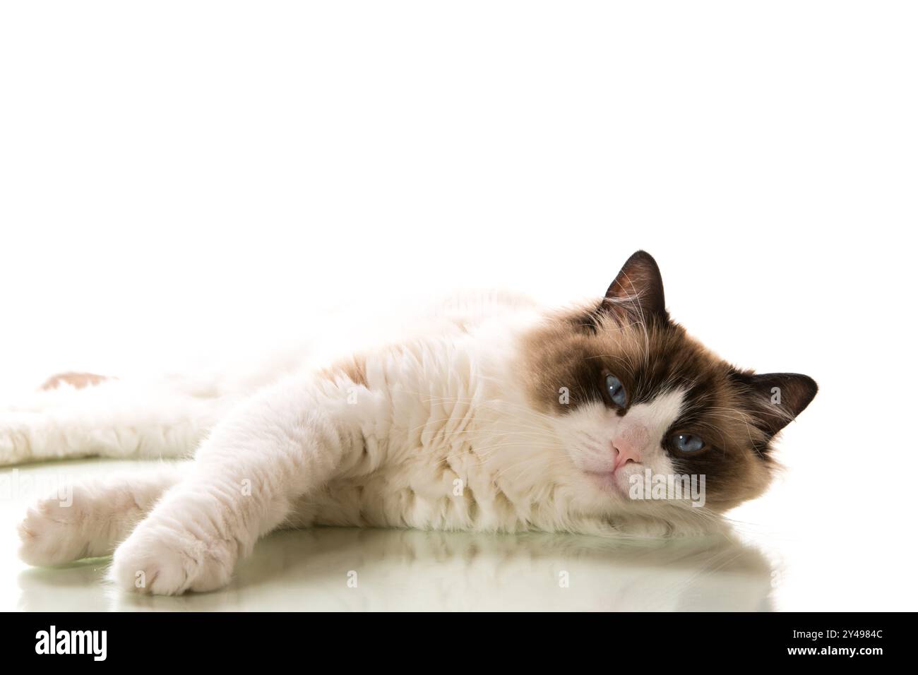 Beautiful young healthy Ragdoll cat isolated on a white background ...