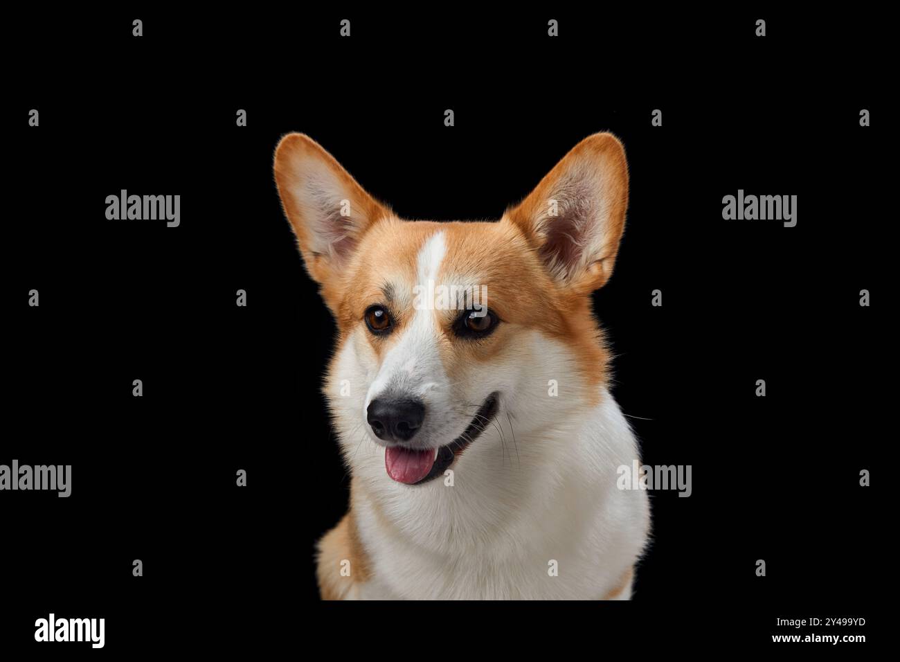 Corgi dog on black hi-res stock photography and images - Alamy