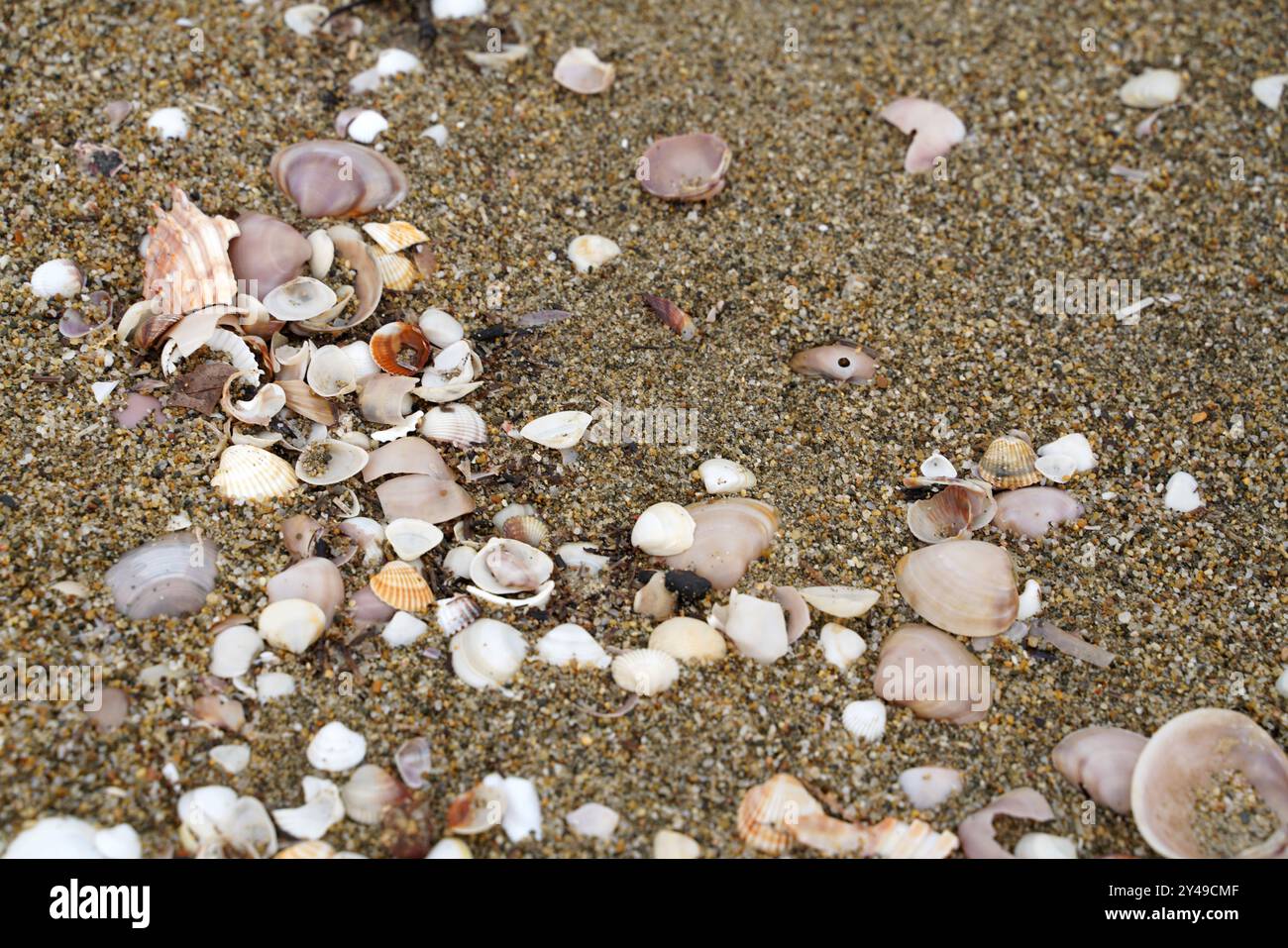 Sand beach with shells Stock Photo