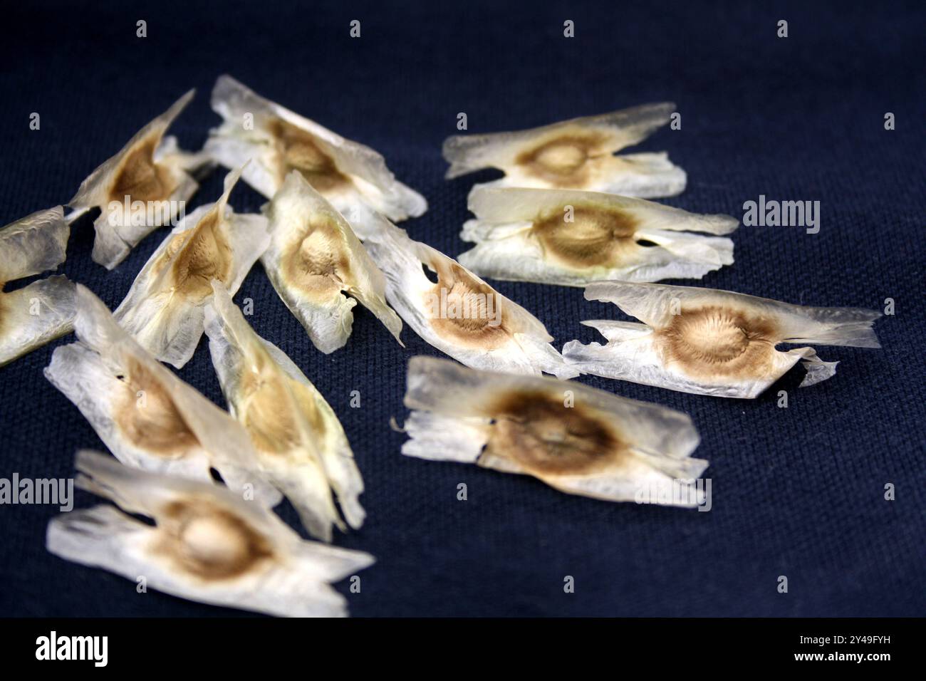 Drumstick (Moringa oleifera) seeds with three whitish, papery wings. Stock Photo