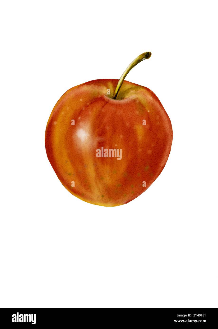 Red apple. A fruit with a small branch of red and yellow color. Side ...