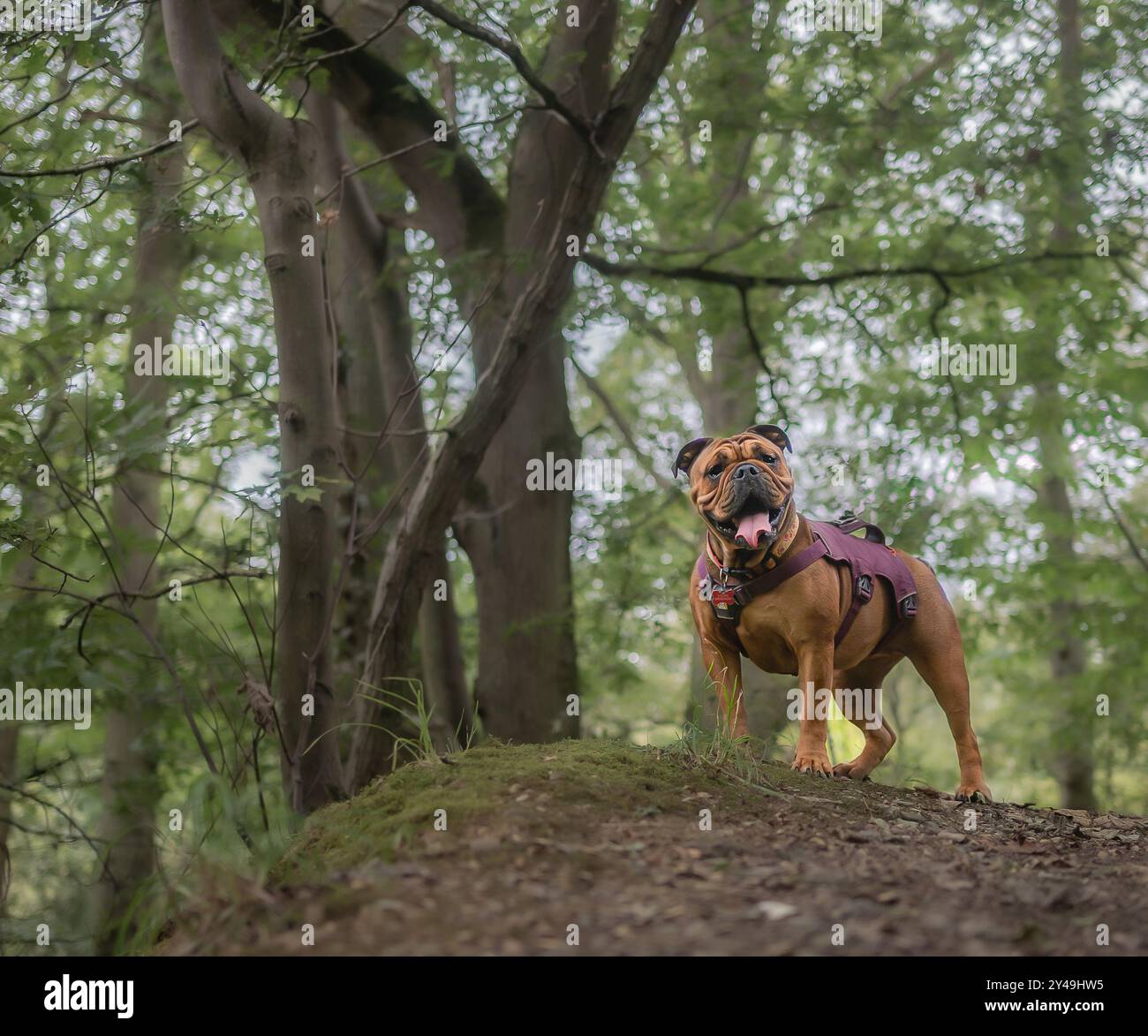 Bulldog in the woods hi-res stock photography and images - Alamy