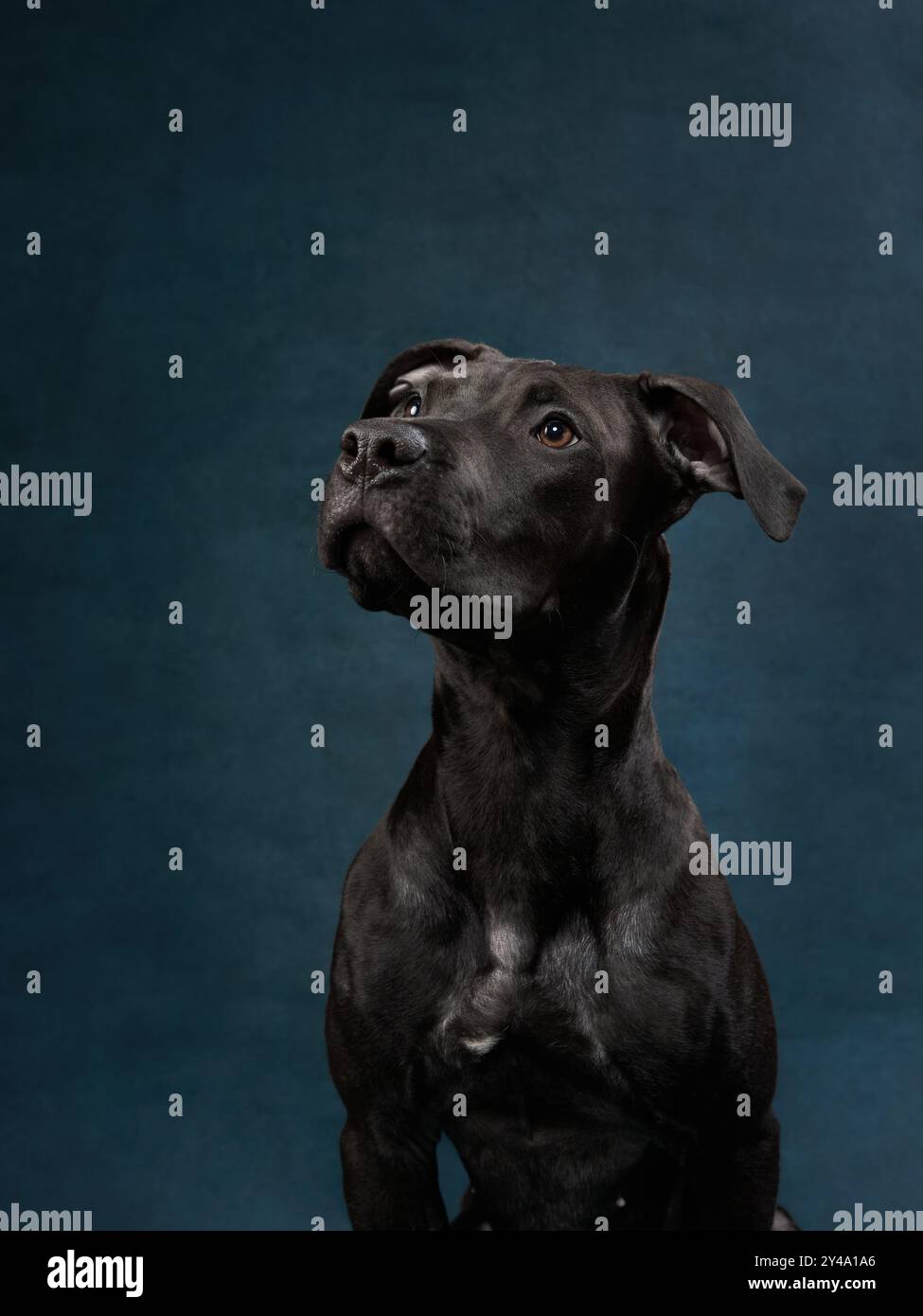 A black dog looks up with a curious gaze, sitting against a dark background. Stock Photo