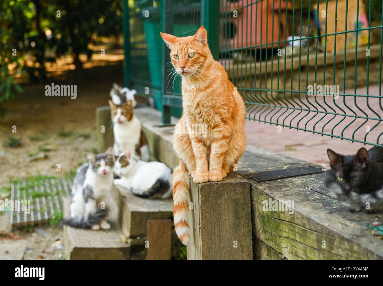 Istanbul. 16th Sep, 2024. This photo taken on Sept. 16, 2024 shows stray cats in the "cat park" at Macka Park in Istanbul, T¨¹rkiye. Credit: Liu Lei/Xinhua/Alamy Live News Stock Photo