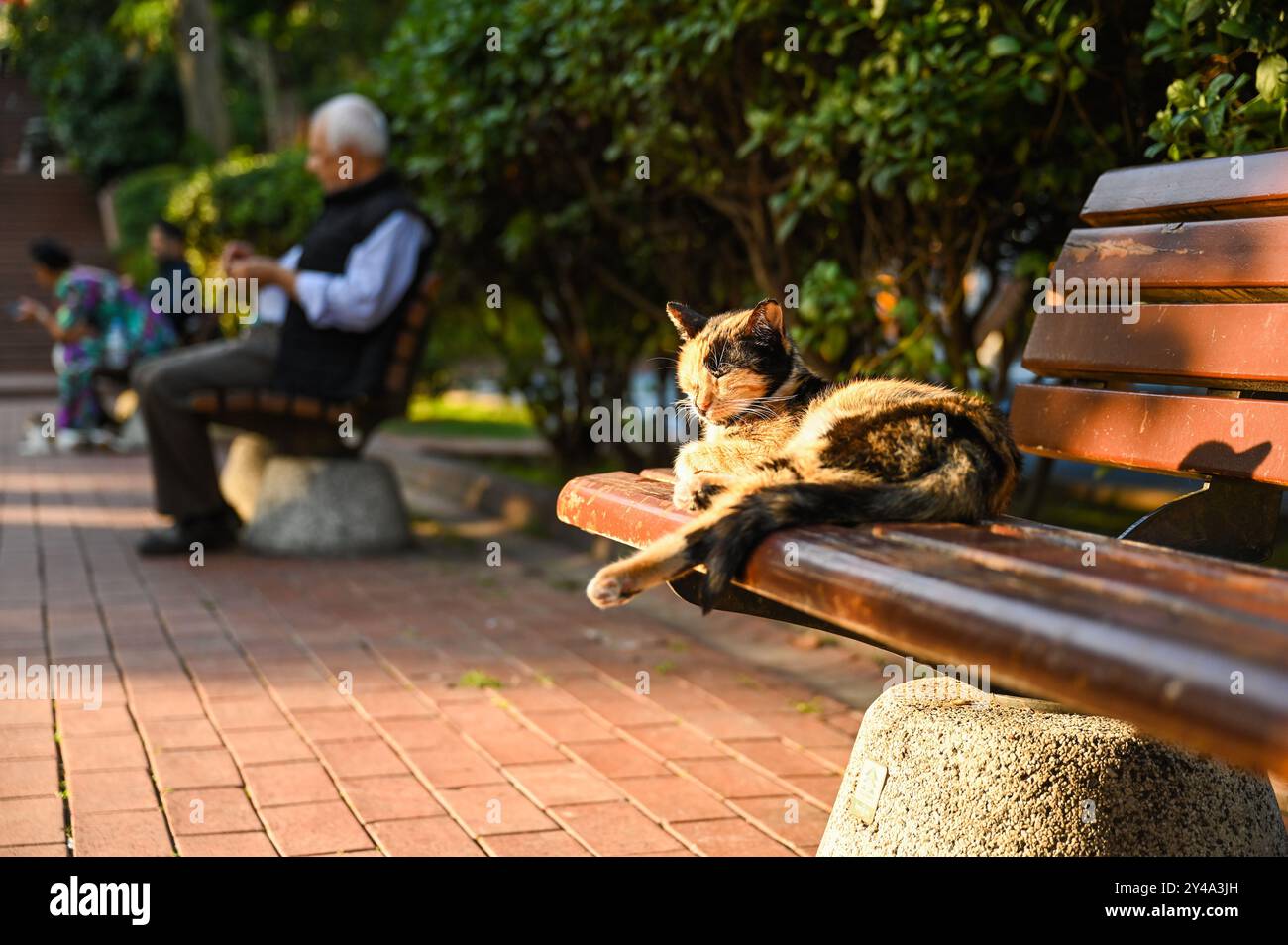Istanbul. 16th Sep, 2024. This photo taken on Sept. 16, 2024 shows a stray cat in the "cat park" at Macka Park in Istanbul, T¨¹rkiye. Credit: Liu Lei/Xinhua/Alamy Live News Stock Photo