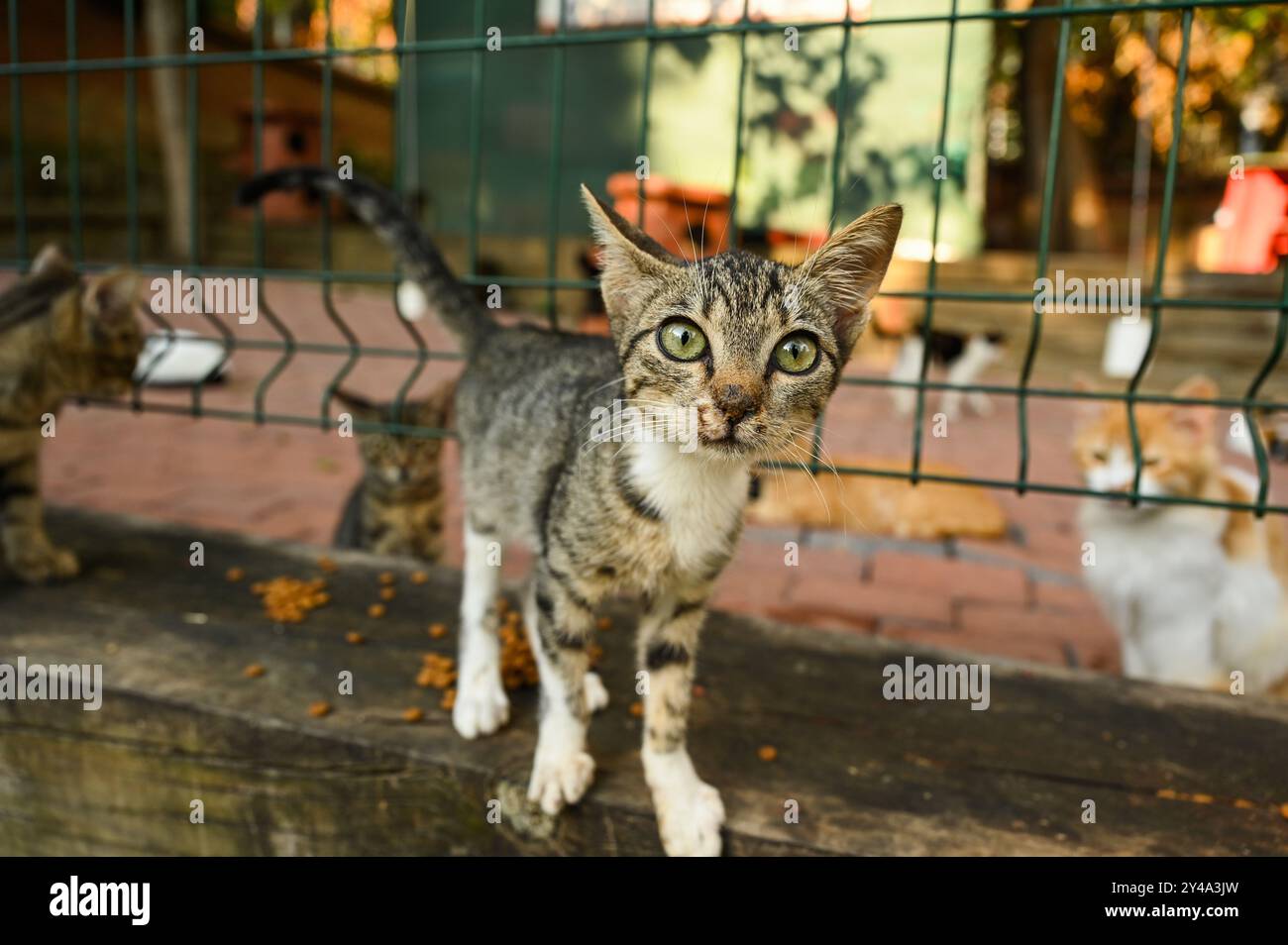 Istanbul. 16th Sep, 2024. This photo taken on Sept. 16, 2024 shows a stray cat in the "cat park" at Macka Park in Istanbul, T¨¹rkiye. Credit: Liu Lei/Xinhua/Alamy Live News Stock Photo