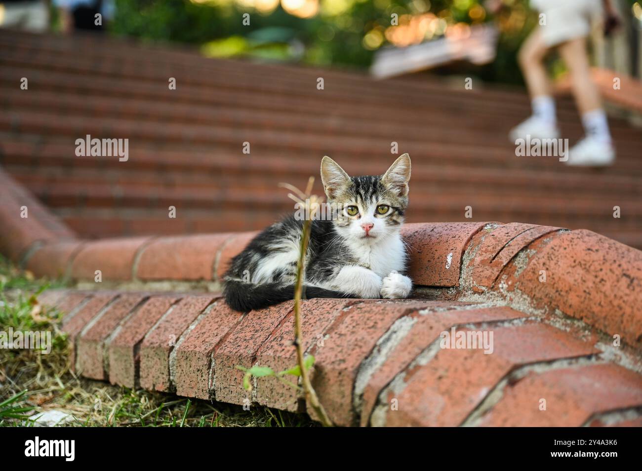 Istanbul. 16th Sep, 2024. This photo taken on Sept. 16, 2024 shows a stray cat in the "cat park" at Macka Park in Istanbul, T¨¹rkiye. Credit: Liu Lei/Xinhua/Alamy Live News Stock Photo