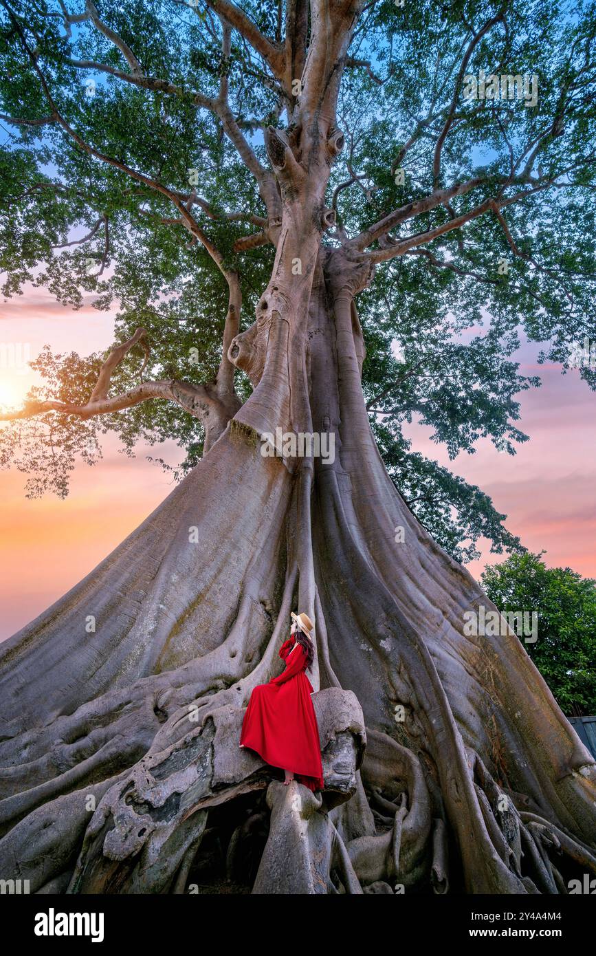 Tourist sitting on Bayan Ancient Tree in Bali, Indonesia. Stock Photo