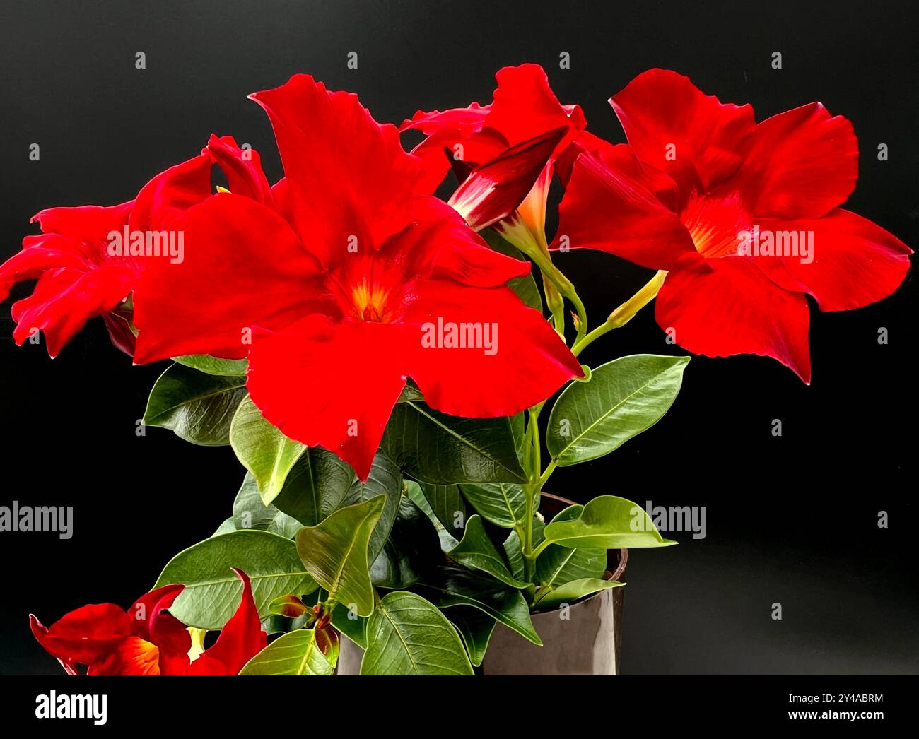 Dipladenia ist ein Dauerblueher mit weissen, roten und rosa Blueten