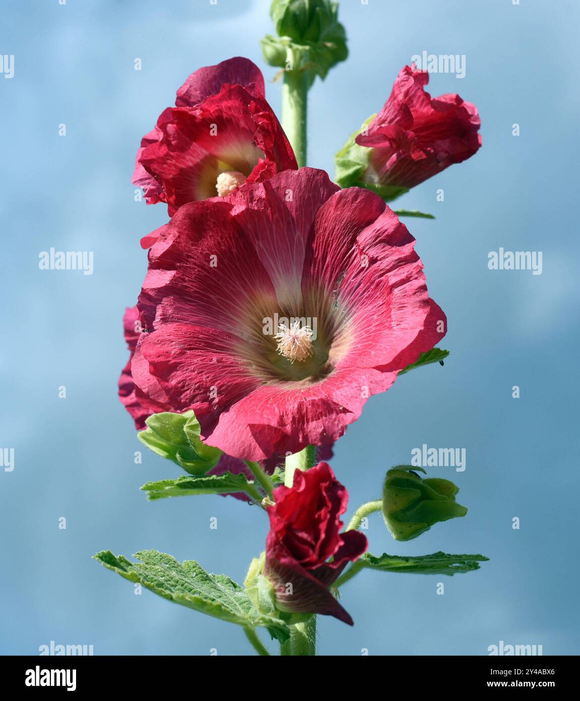 Stockrose, Alcea rosea, auch unter den Namen Stockmalve oder Bauernrose