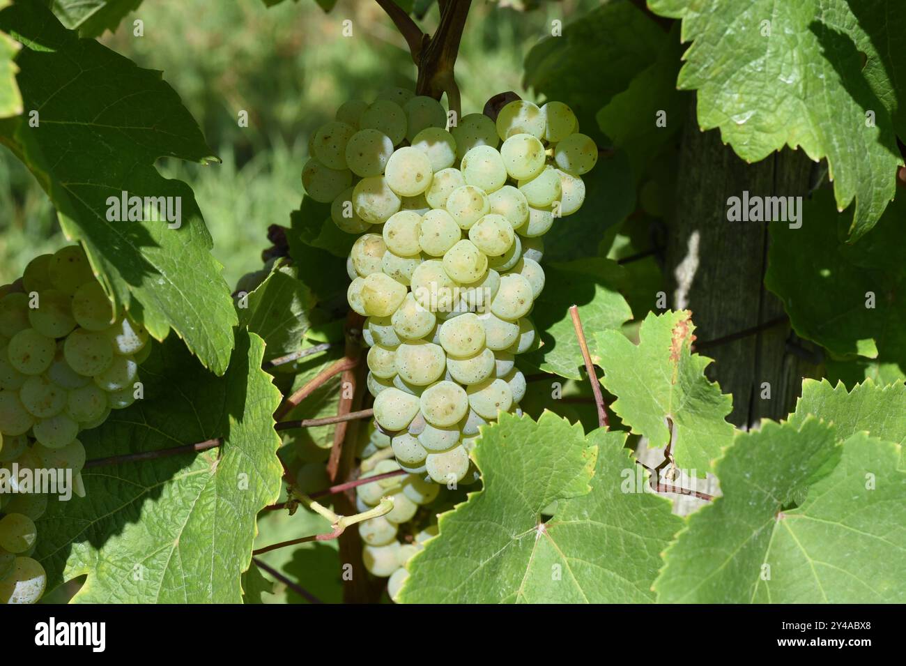 Weisswein, Riesling Vitis vinifera, ist ein Wein der hauptsaechlich im Rheingau Hessen angebaut wird. White wine, Riesling Vitis vinifera, is a wine t Stock Photo