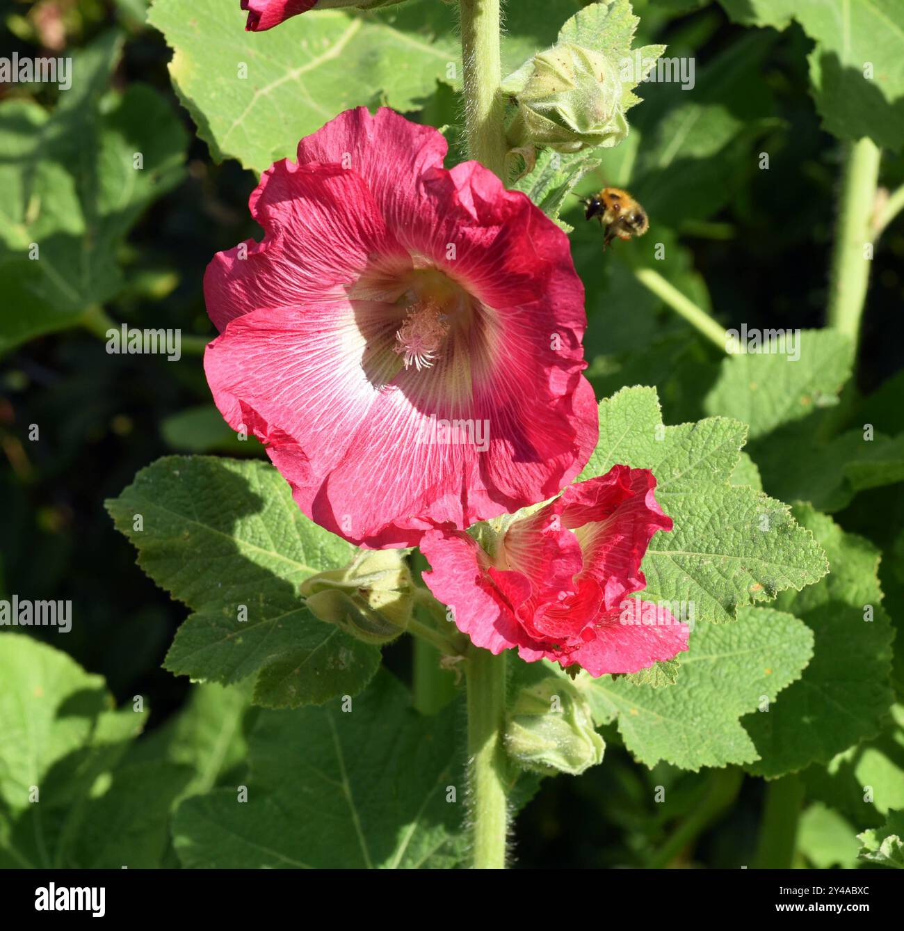 Stockrose, Alcea rosea, auch unter den Namen Stockmalve oder Bauernrose