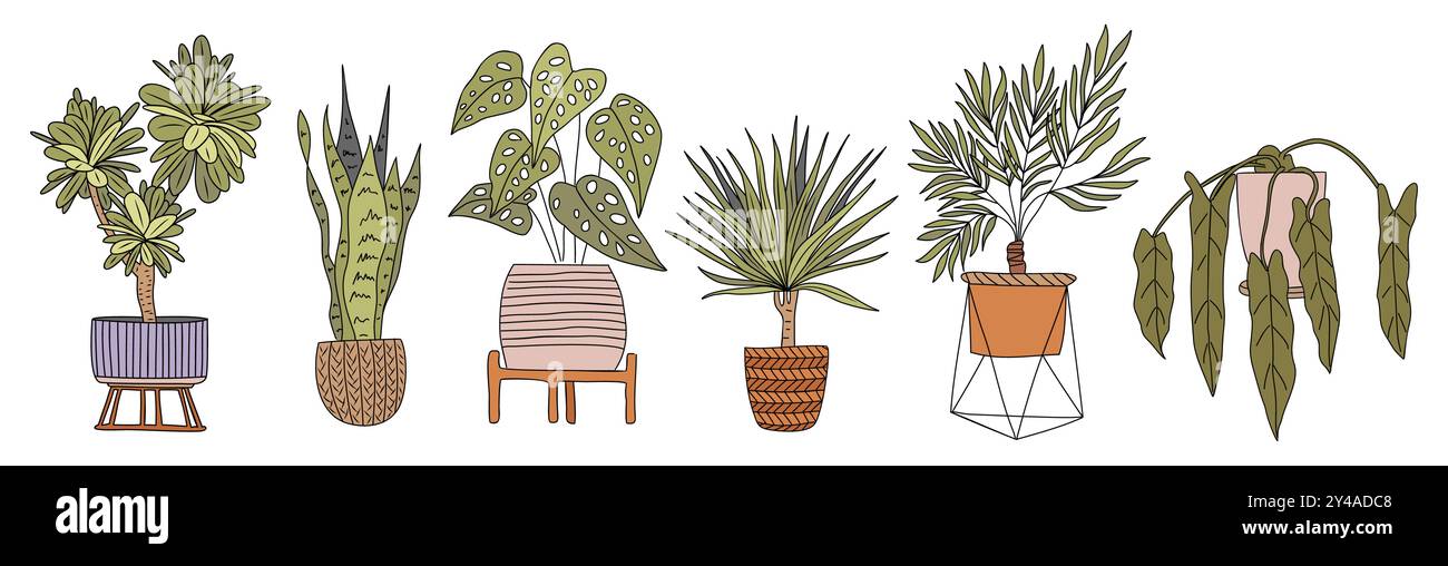 Set of different house plants isolated on white Stock Vector Image ...