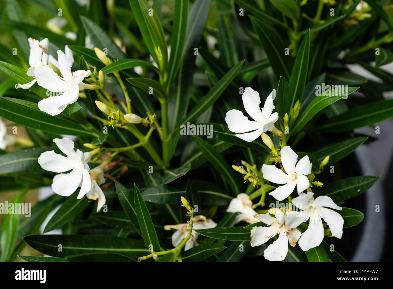The toxic garden plant nerium Oleander apocynaceae Stock Photo - Alamy