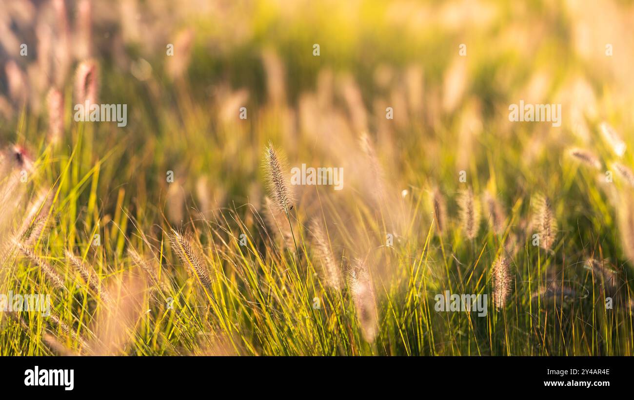 Beautiful ornamental grasses illuminated by the afternoon sun. Pennisetum alopecuroides (dwarf fountain grass) Stock Photo