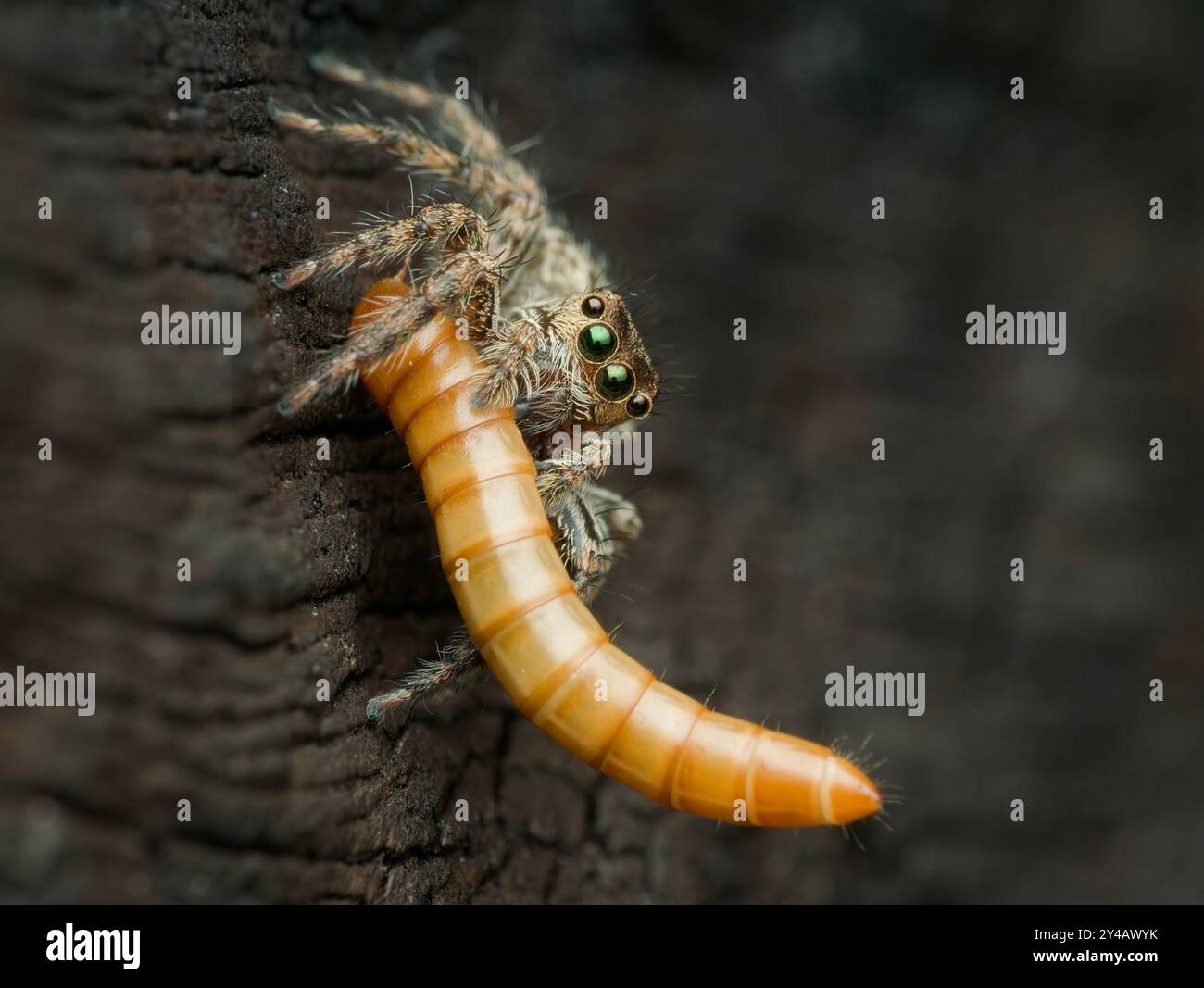 Superworm Jumping Super worm hi-res stock photography and images - Alamy