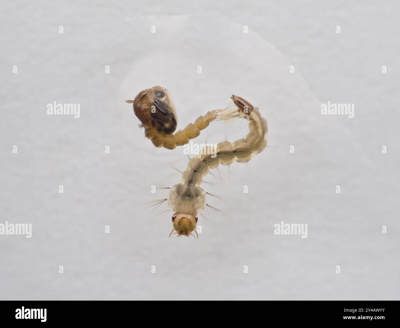 Asian tiger mosquito larvae and pupa on the white background Stock ...