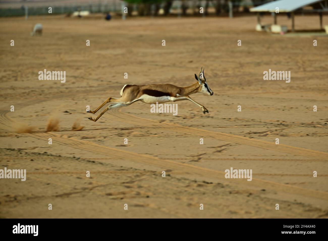 Gazelle running in desert hi-res stock photography and images - Alamy