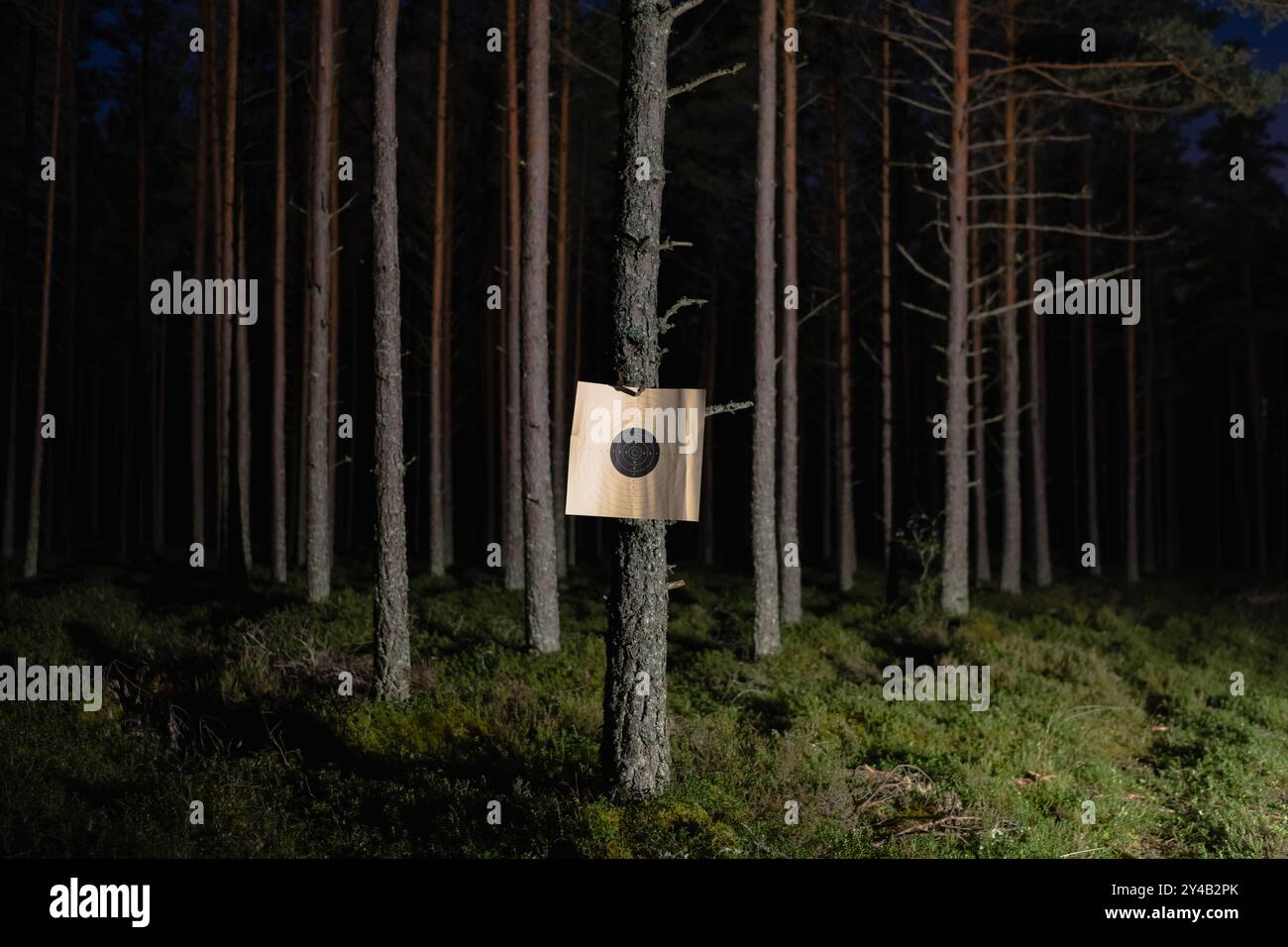 Paper shooting target in a night pine forest Stock Photo - Alamy