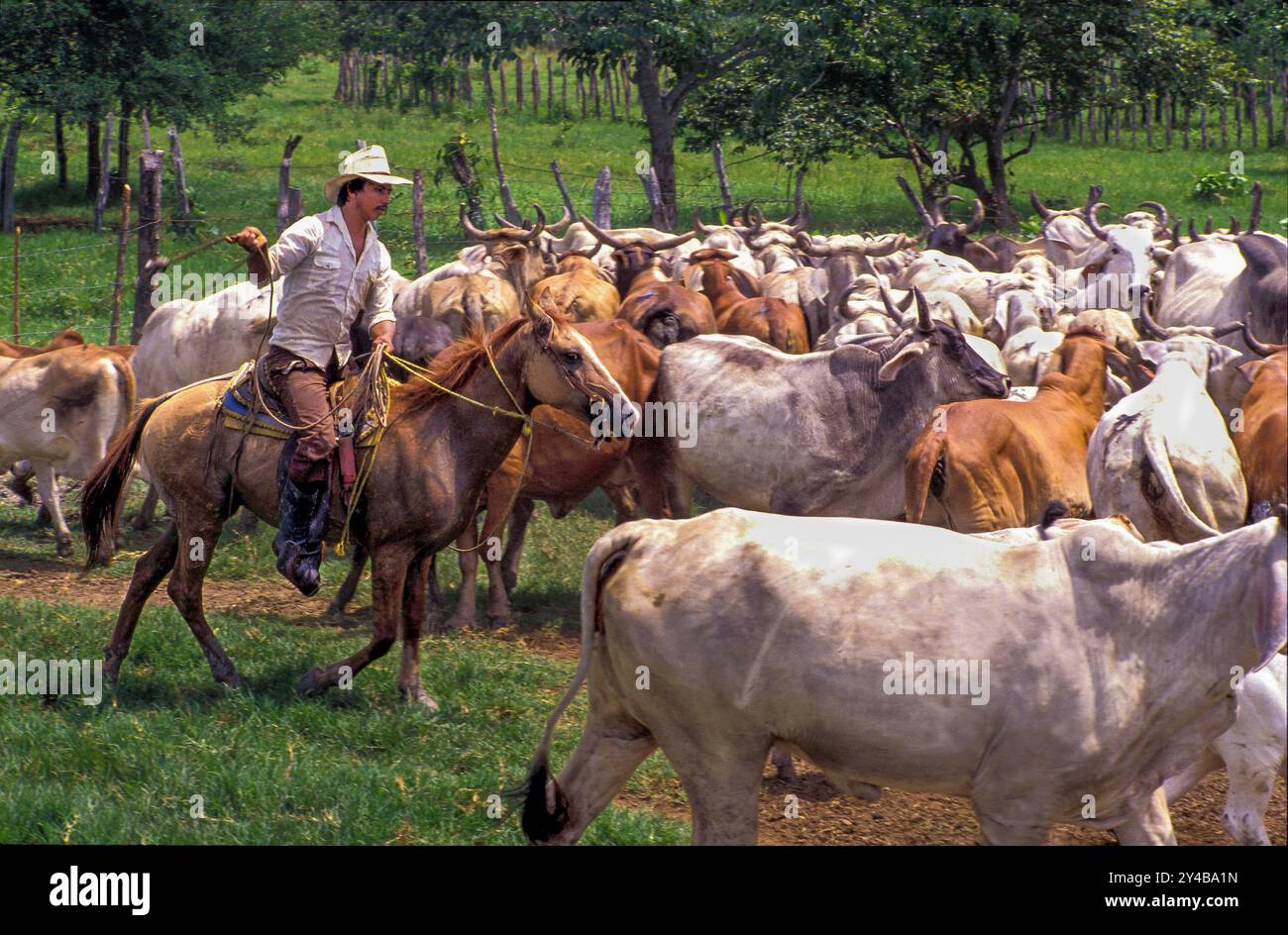 Mexico, Campeche - A cowboy drives cattle. Stock Photo
