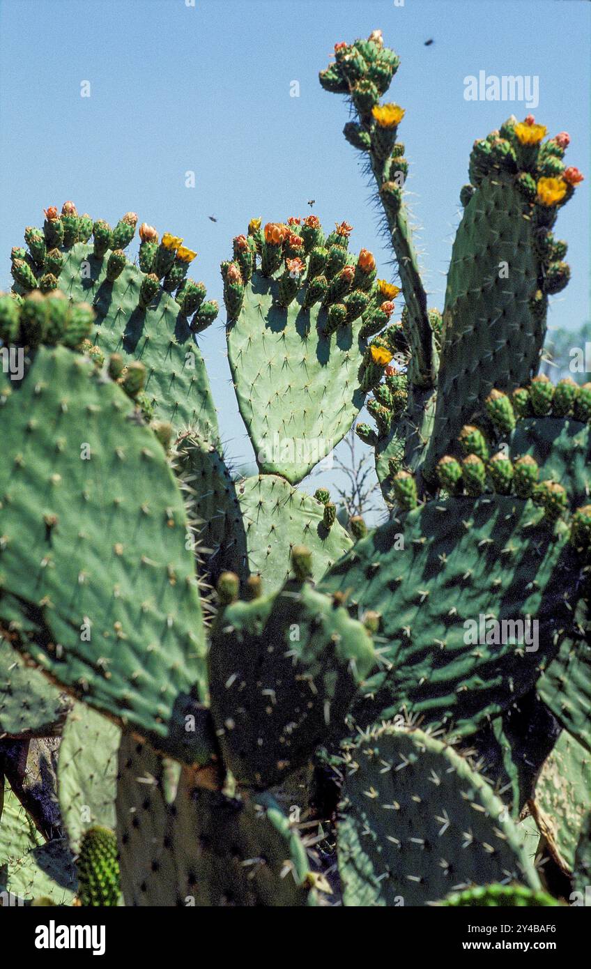 La cactus plant hi-res stock photography and images - Alamy