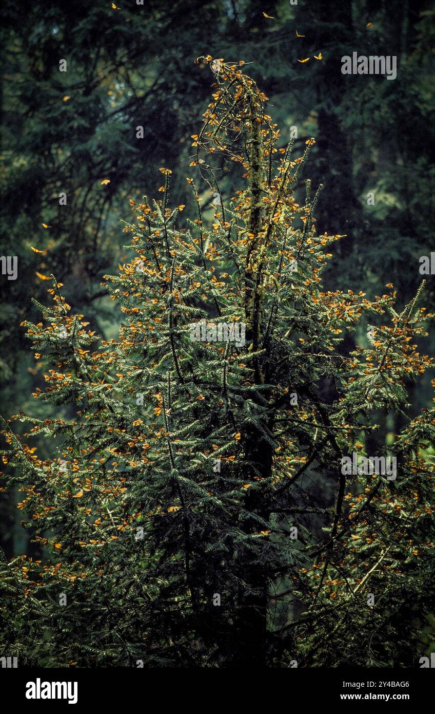 Mexico, Each year hundreds of millions Monarch butterflies mass migrate from the U.S. and Canada to Oyamel fir forests in Rosario National Park in the Stock Photo