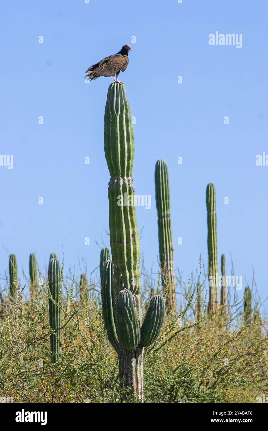 Bird sitting on cactus hi-res stock photography and images - Alamy