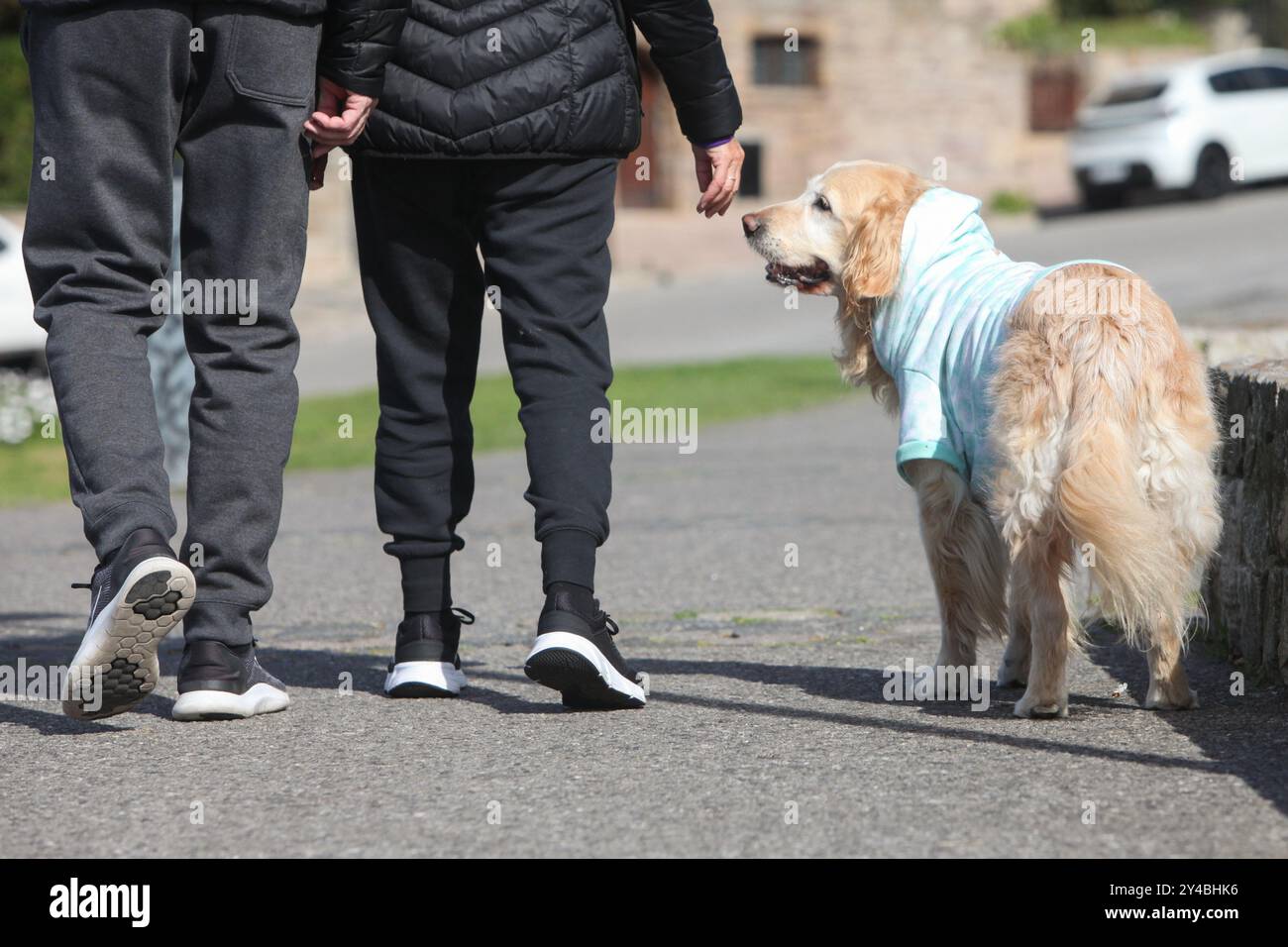 couple walking golden retriever dog in the park Stock Photo - Alamy
