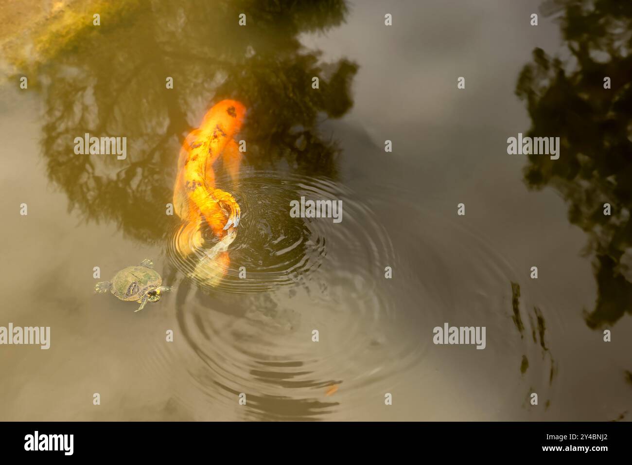 Close up of a turtle and koi swimming together in a pond. Stock Photo