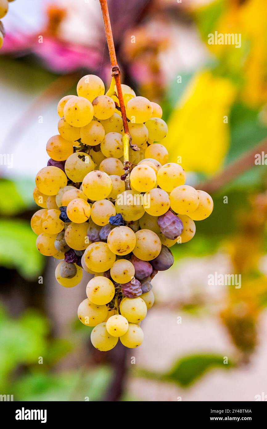bunch of organic overripe green grapes vine hanging among yellow leaves. lovely harvest time background Stock Photo